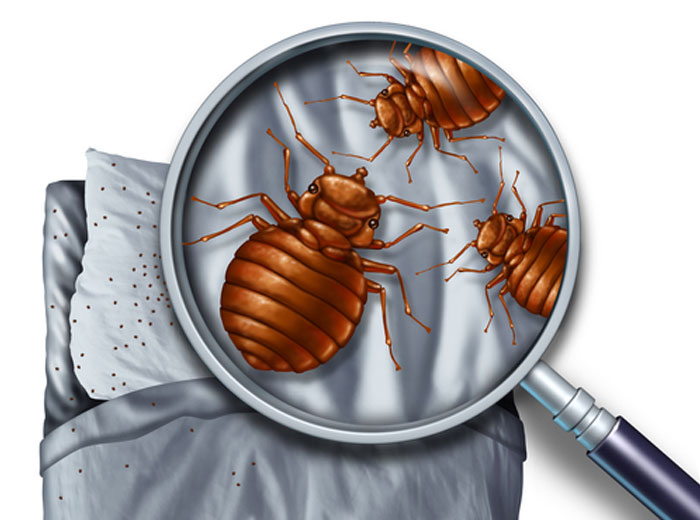 Get rid of bed bugs now