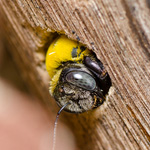 Sandusky carpenter bee exterminators