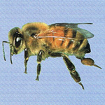 Port Clinton bee exterminators