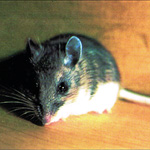 Port Clinton mouse exterminators