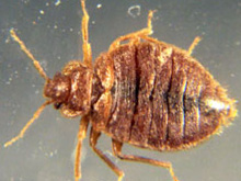 Bed bug exterminators Sandusky Ohio