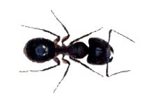 Wood destroying ants destroy homes. All Pest Insect exterminators gets rid of carpenter ants