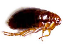 Flea exterminators Sandusky Ohio