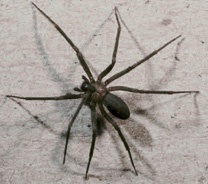 Sandusky Ohio brown recluse spider exterminators