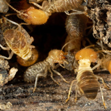Sandusky termite exterminators home or business