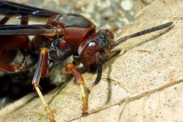 Port Clinton wasp exterminators